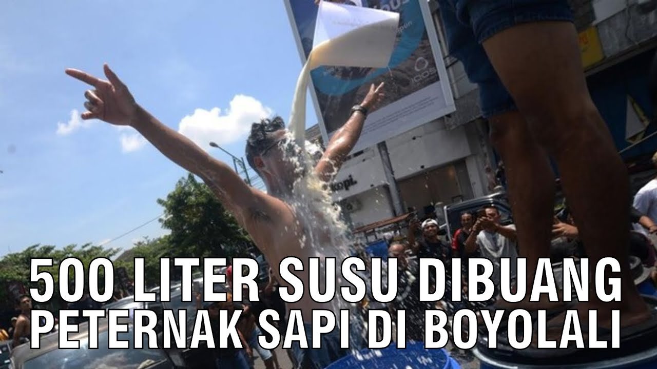 
                                 500-Liter-Susu-Dibuang-Peternak-Di-Boyolali